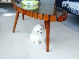 Maltesse Terrier Cinsi Güzel Yavrular 