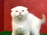 Muhteşem Güzelli̇kte Scottish Fold Red Point Yavrumuz
