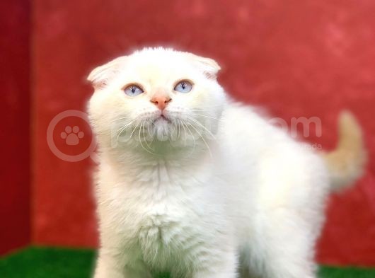 Muhteşem Güzelli̇kte Scottish Fold Red Point Yavrumuz görsel