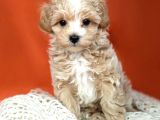 Mükemmel Malti̇poo Yavrulari