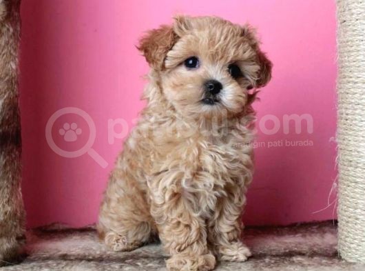 Di̇zayn Irk Kali̇teli̇ Malti̇poo Yavrulari
