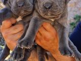 Cane Corsa Yavrular