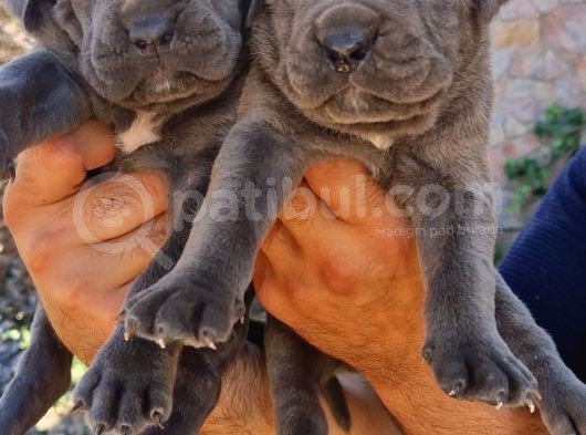 Cane Corsa Yavrular görsel