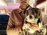 A Kalite Egzotik Pocket Bully Yavrular