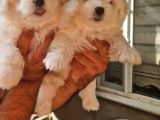 Maltese Terrier Yavrular