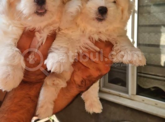 Maltese Terrier Yavrular