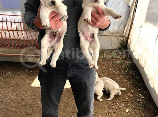 Akbaş Yavruları