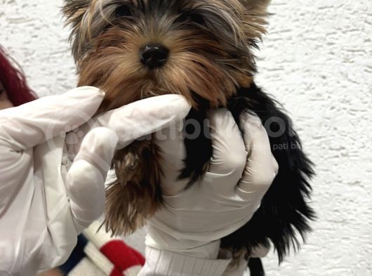 Gerçek Teacup Yorkshi̇re Terri̇er Yavrularimiz görsel
