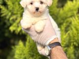 Morkie Bebeğim