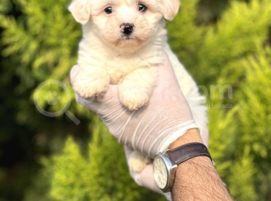Morkie Bebeğim görsel