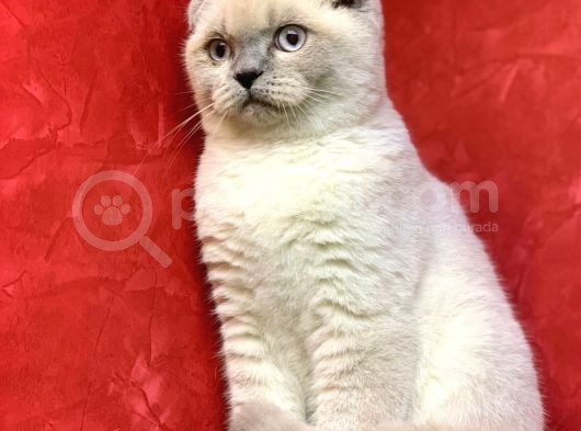 Erkek Blue Point Scottish Fold Yavrumuz görsel