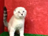 Sifir Kulak Yuvarlak Kafa Lynx Point Scottish Fold Yavrumuz