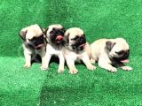 A Kali̇te Orji̇nal Sifir Burun Pug Mops