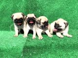 Show Class Gül Kuyruk Pug Mops Yavrular