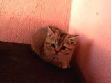 2Aylık British Longhair