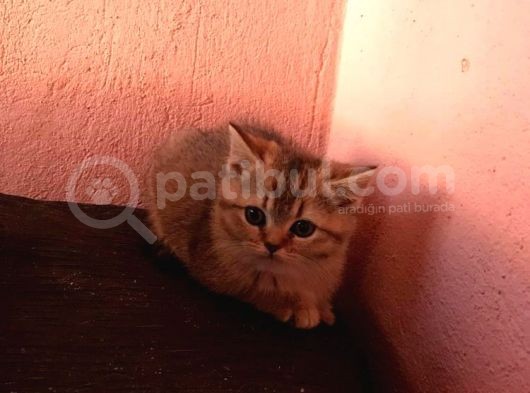 2Aylık British Longhair görsel