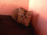 2aylık British Longhair