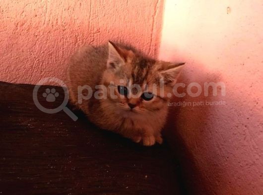 2Aylık British Longhair