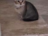 2Aylık British Longhair