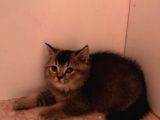 2Aylık British Longhair