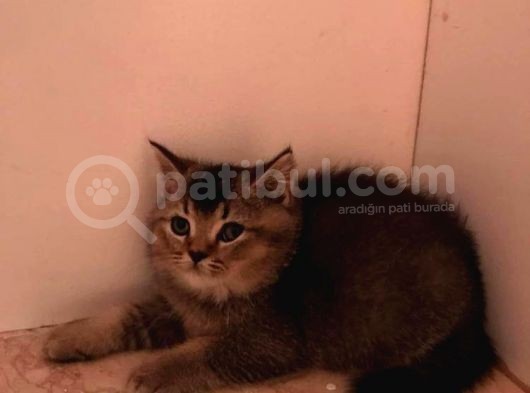 2Aylık British Longhair görsel
