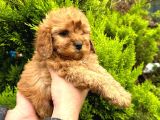 Show Düzey Red Toy Poodle Yavrumuz