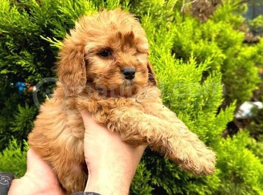 Show Düzey Red Toy Poodle Yavrumuz görsel
