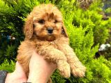 Show Düzey Red Toy Poodle Yavrumuz