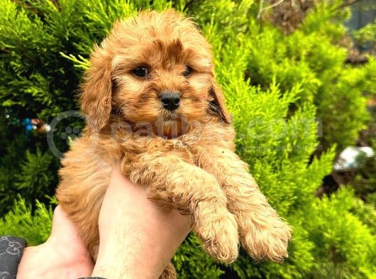 Show Düzey Red Toy Poodle Yavrumuz görsel