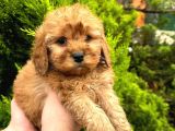 Show Düzey Red Toy Poodle Yavrumuz