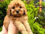 Show Düzey Red Toy Poodle Yavrumuz