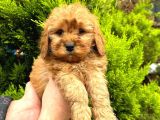 Show Düzey Red Toy Poodle Yavrumuz