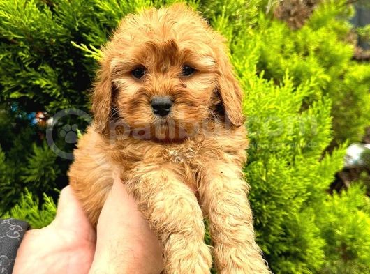 Show Düzey Red Toy Poodle Yavrumuz görsel