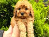 Show Düzey Red Toy Poodle Yavrumuz