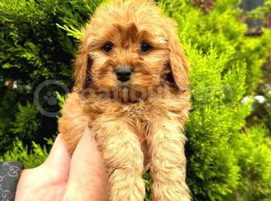 Show Düzey Red Toy Poodle Yavrumuz görsel