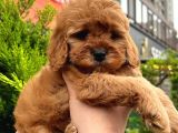 Kore Kani Show Kali̇te Red Toy Poodle Yavrumuz