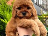 Kore Kani Show Kali̇te Red Toy Poodle Yavrumuz