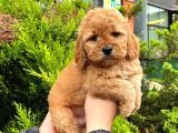 Show Düzey Red Toy Poodle Yavrumuz