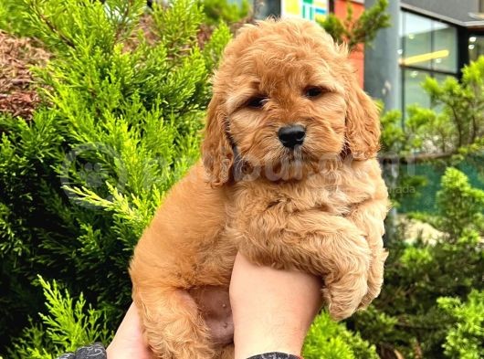 Show Düzey Red Toy Poodle Yavrumuz