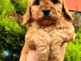 Show Düzey Red Toy Poodle Yavrumuz
