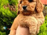 Show Düzey Red Toy Poodle Yavrumuz
