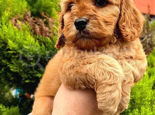 Show Düzey Red Toy Poodle Yavrumuz