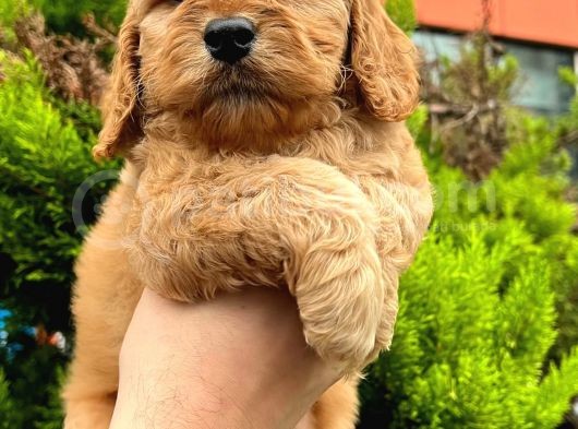 Show Düzey Red Toy Poodle Yavrumuz görsel