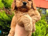 Show Düzey Red Toy Poodle Yavrumuz