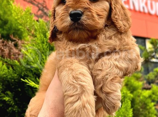 Show Düzey Red Toy Poodle Yavrumuz görsel