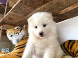 Muhteşem Samoyed Bebekler A Kali̇te