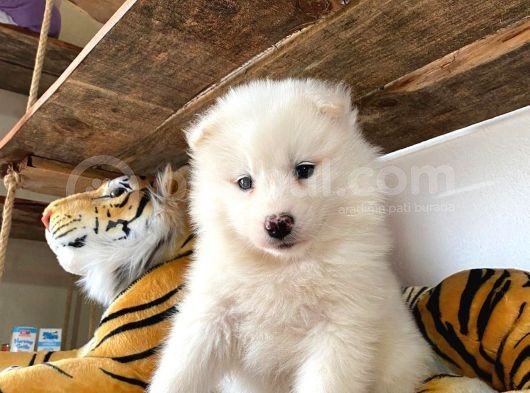 Muhteşem Samoyed Bebekler A Kali̇te görsel
