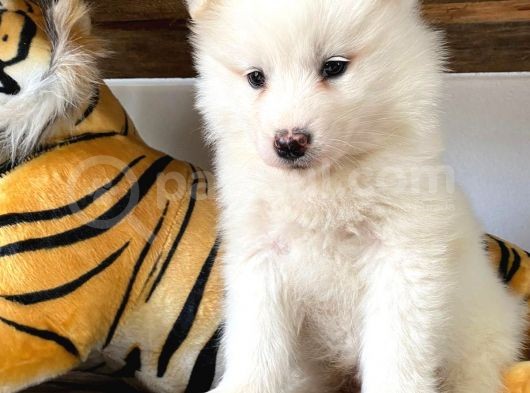 Muhteşem Samoyed Bebekler A Kali̇te görsel