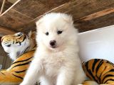 Muhteşem Samoyed Bebekler A Kali̇te