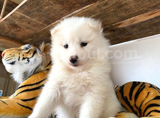 Muhteşem Samoyed Bebekler A Kali̇te